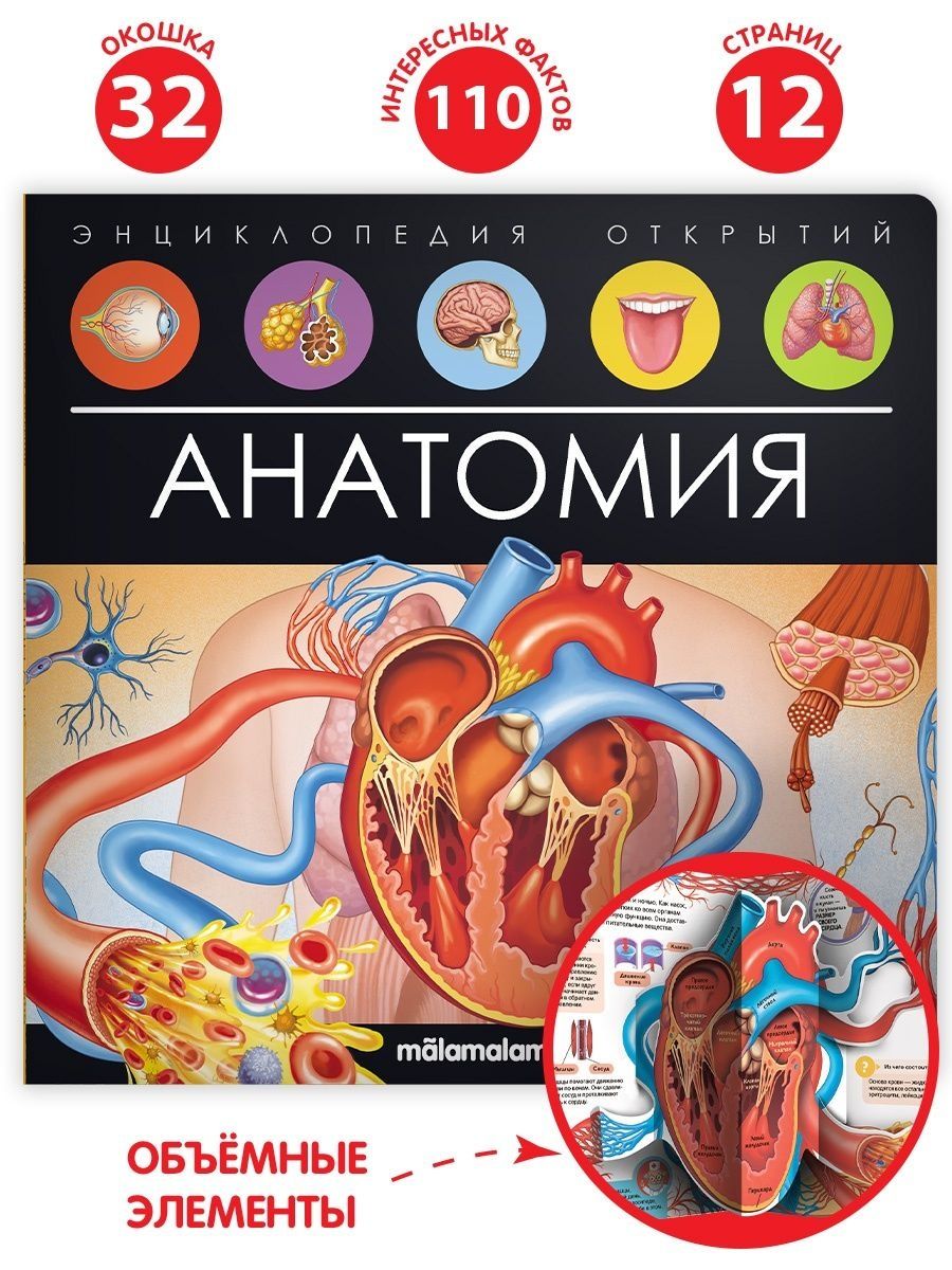 Энциклопедия для детей "Анатомия" книжка-панорамка, 794-1